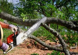 Best Tree Cabling and Bracing  in Corunna, MI